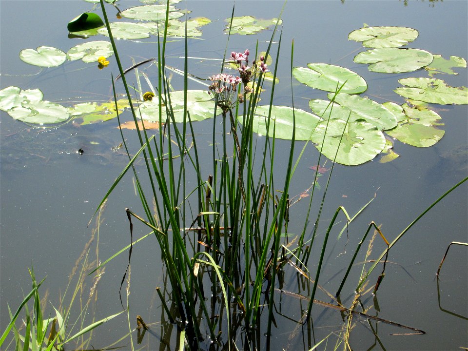 Schwanenblume (Butomus umbellatus) an der Saar in Malstatt