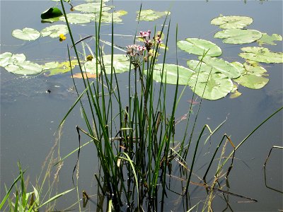 Schwanenblume (Butomus umbellatus) an der Saar in Malstatt