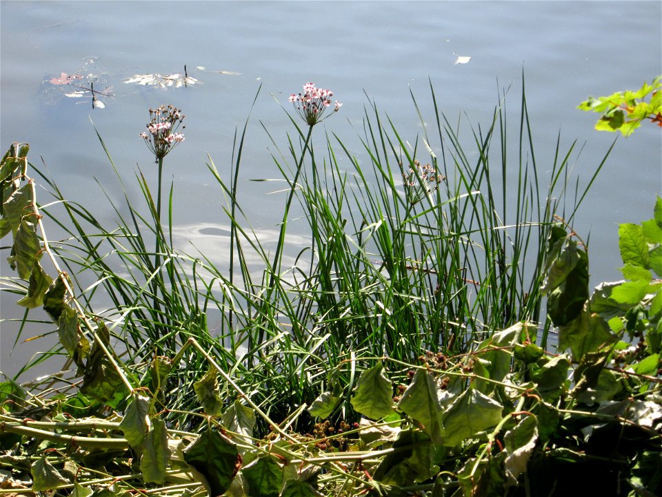 Schwanenblume (Butomus umbellatus) an der Saar in Malstatt