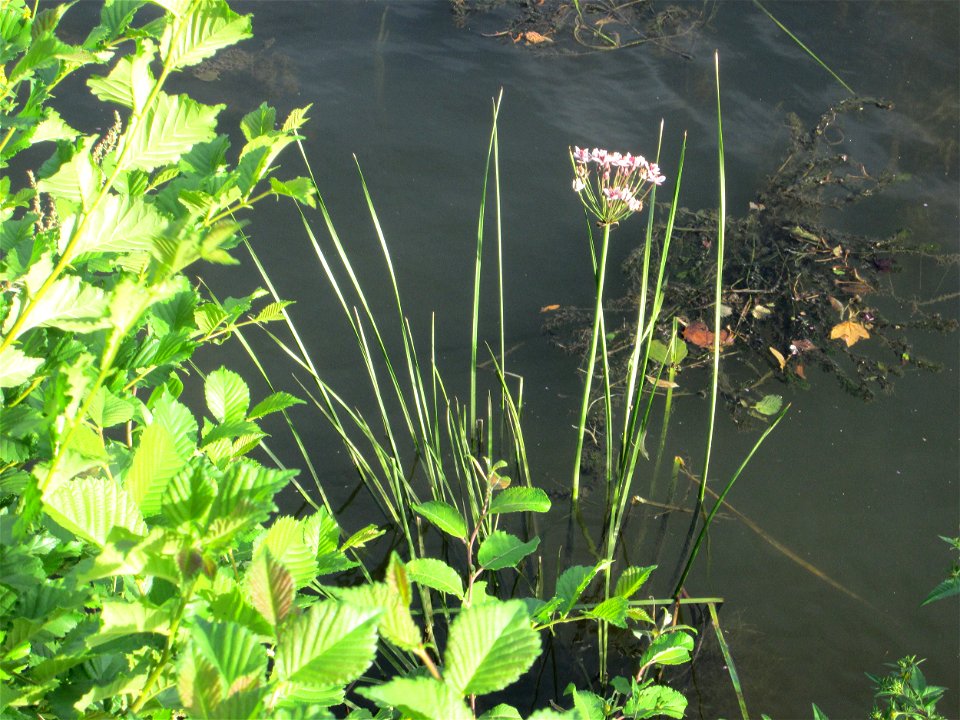 Schwanenblume (Butomus umbellatus) an der Saar in Saarbrücken