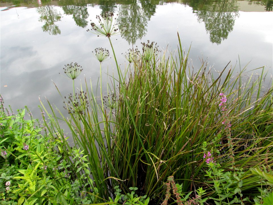 Schwanenblume (Butomus umbellatus) an der Saaraue Güdingen