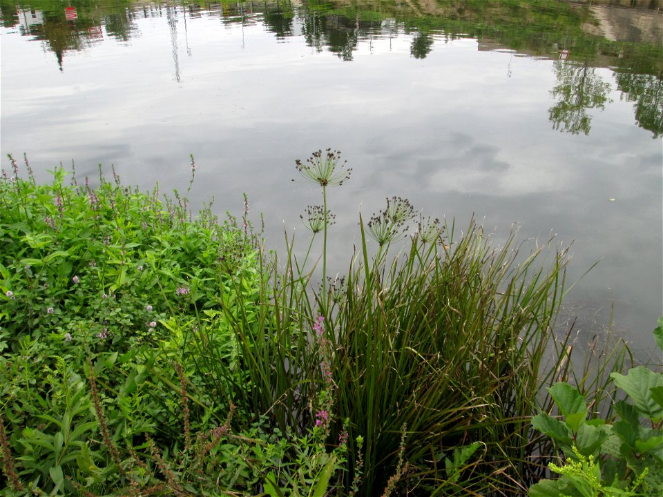 Schwanenblume (Butomus umbellatus) an der Saaraue Güdingen