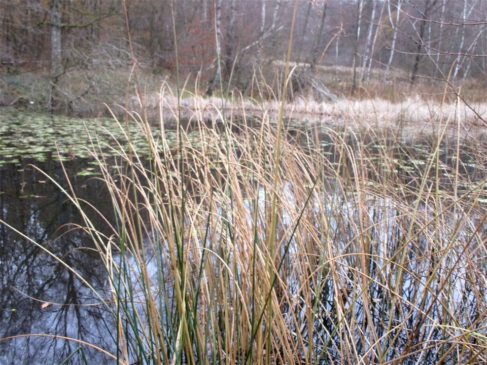 Schwanenblume (Butomus umbellatus) im Teich in der Nauwies im Steinbachtal in Malstatt