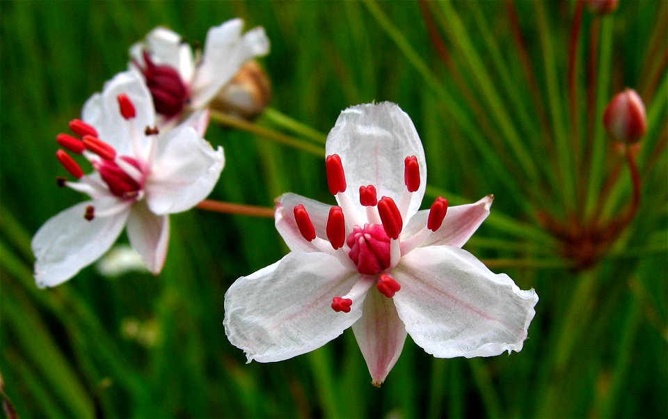 Detail květu šmelu okoličnatého (Butomus umbellatus)