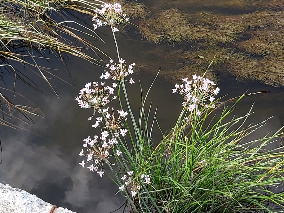 Flowering-rush (Butomus umbellatus)
