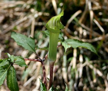 Arisaema serratum seen in Mount Fujiwara
