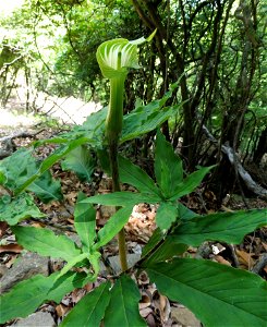 Arisaema serratum, mesic forested slope on Mount Ōyama, Isehara, Kanagawa, Japan.