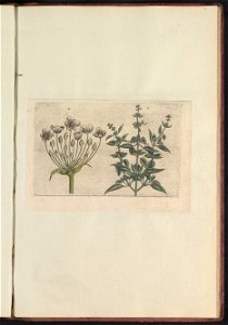 IdentificatieTitel(s): Zwanenbloem (Butomus umbellatus) en kleinbloemige salie (Salvia verbenaca)Objecttype: prent Serienummer: 4-5/60Objectnummer: RP-T-BR-2017-1-12-70Omschrijving: Zwanenbloem en kle