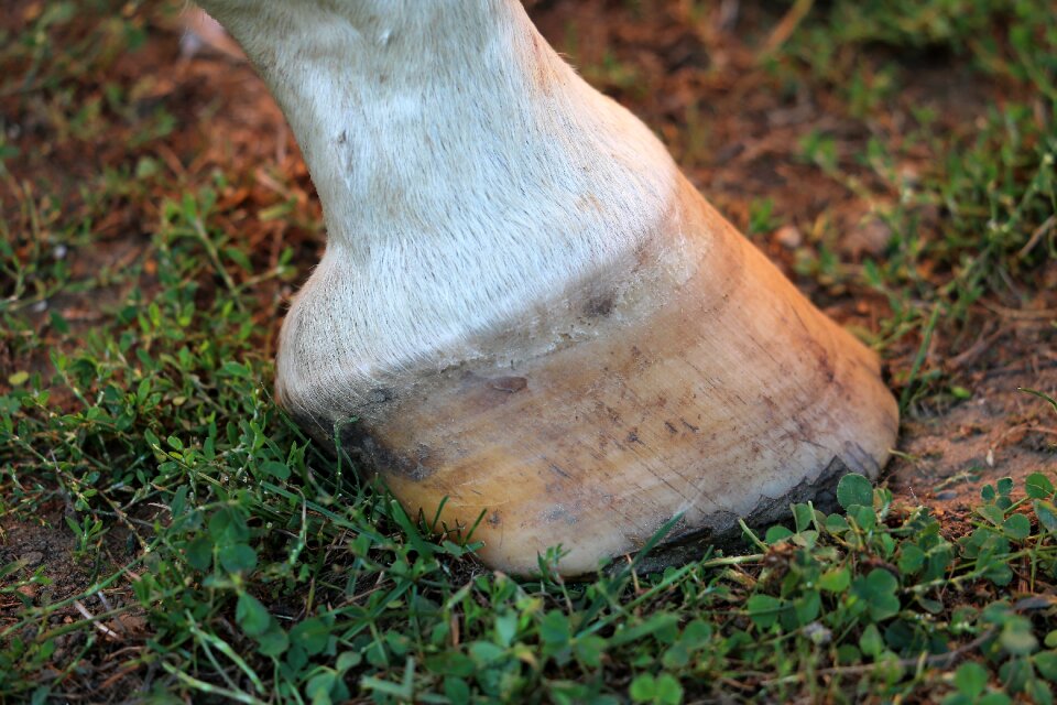 Animal ground nature