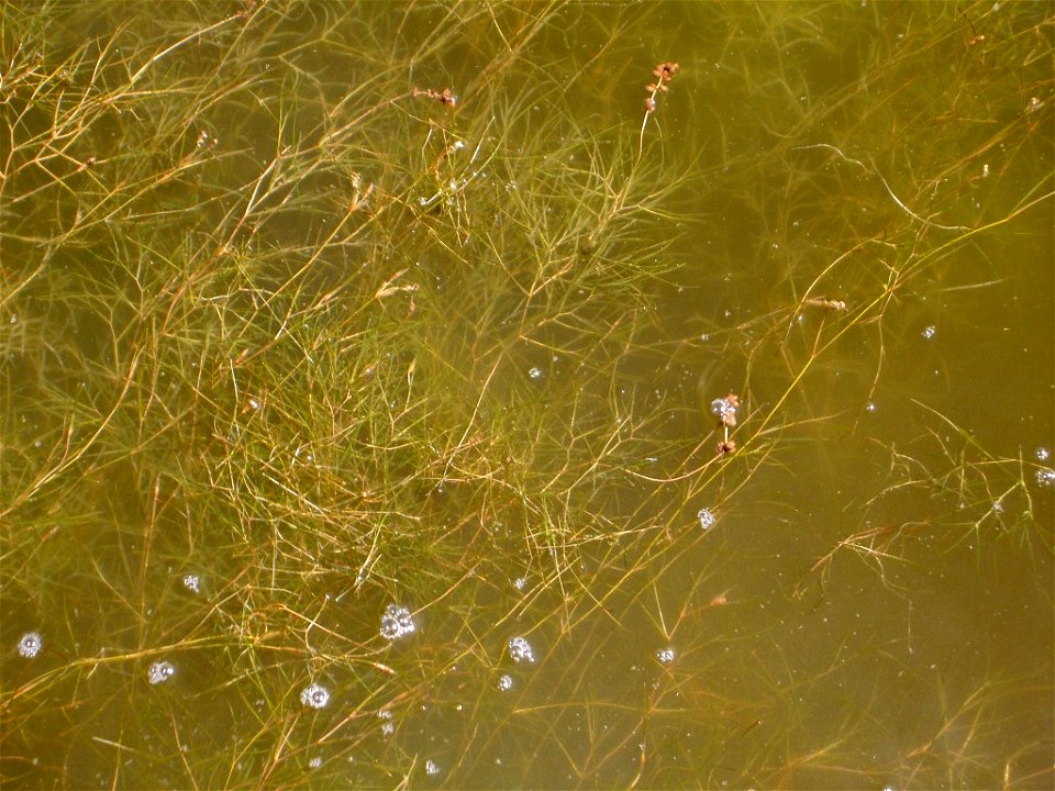eigen foto

The accepted name for Potamogeton pectinatus L., Sp. Pl.: 127 (1753) is Stuckenia pectinata (L.) Börner, Fl. Deut. Volk.: 713 (1912).