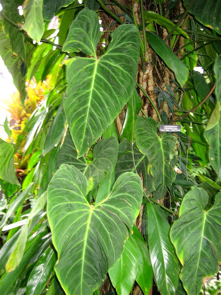 A picture of Philodendron gigas.