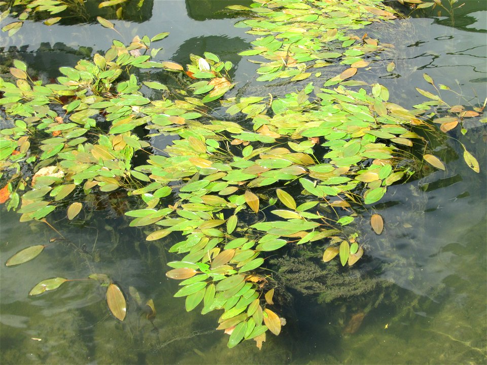 Schwimmendes Laichkraut (Potamogeton natans) am Neckarufer in Heidelberg
