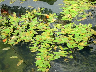 Schwimmendes Laichkraut (Potamogeton natans) am Neckarufer in Heidelberg