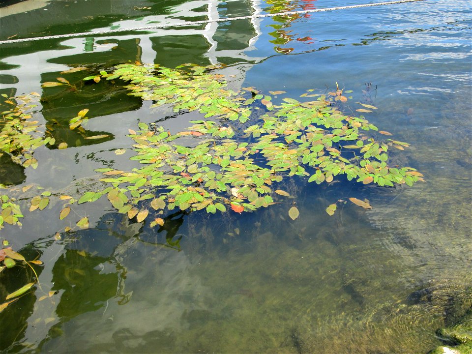 Schwimmendes Laichkraut (Potamogeton natans) am Neckarufer in Heidelberg