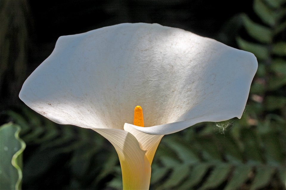 Zantedeschia albomaculata (variegated) under a Ceiba insignis tree near the porte de cochere of the Huntington Art Gallery, San Marino, California