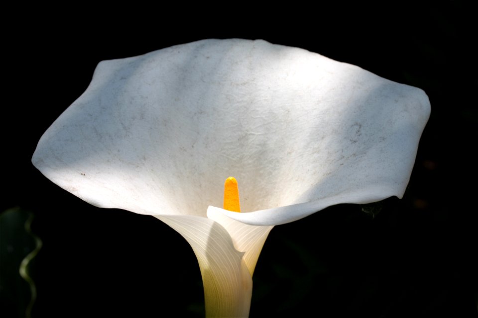 Zantedeschia albomaculata (variegated) under a large Ceiba insignis on the east side of the porte de cochere of the Huntington Art Gallery, San Marino, California