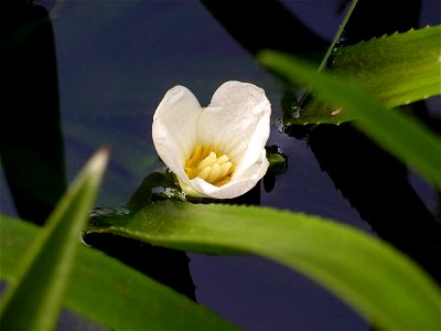 Flower of the Water soldier, Startiodes aloides photo