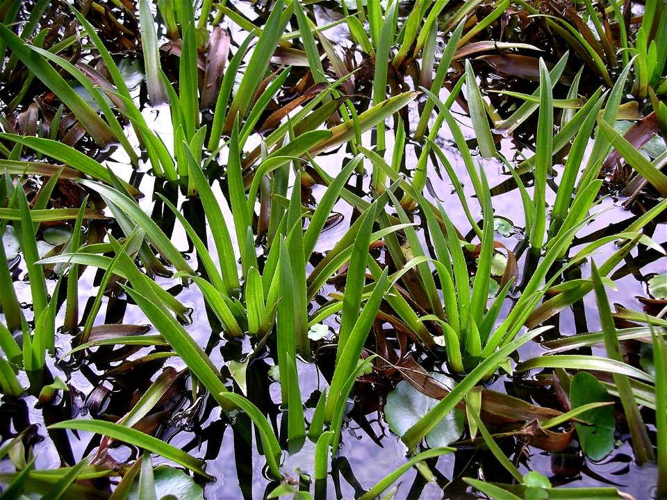 Water soldier, Startiodes aloides plants growing in a pond.