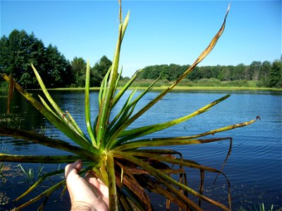 Телорез алоэвидный на озере Шелубей (Мордовия)