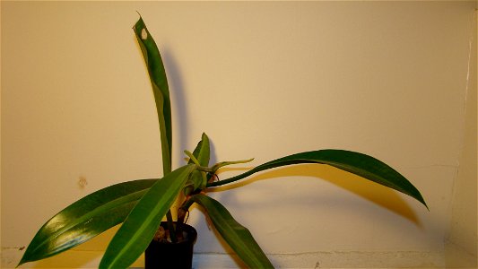 A picture of Philodendron crassinervium.