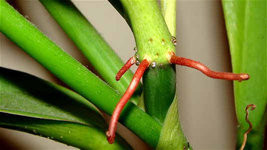 A picture of the aerial roots of Philodendron crassinervium.
