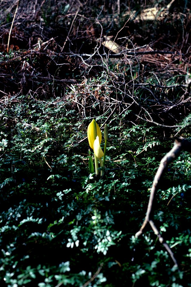 Lysichiton camtschatcensis