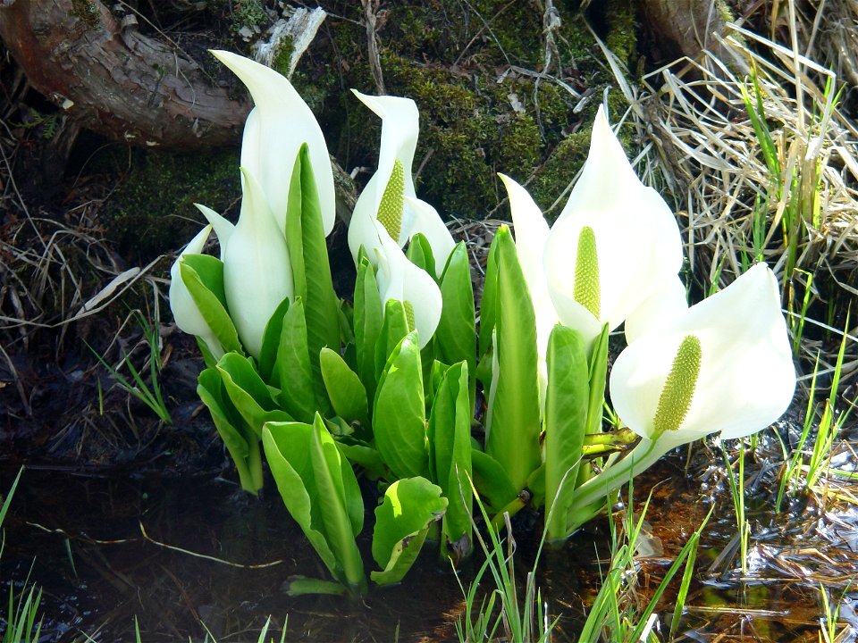 Lysichiton camtschatcensis in Sakaitouge, Nagano prefecture, Japan.