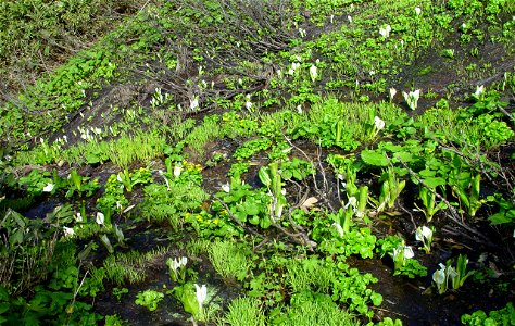 Lysichiton camtschatcense and Caltha palustris var nipponica in Mount Haku, Ishikawa prefecture, Japan. photo
