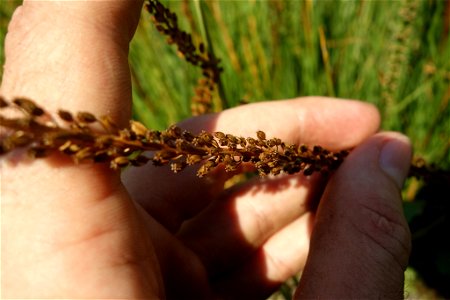 common arrowgrass (Triglochin maritima)