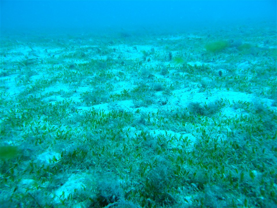 Halophila decipiens