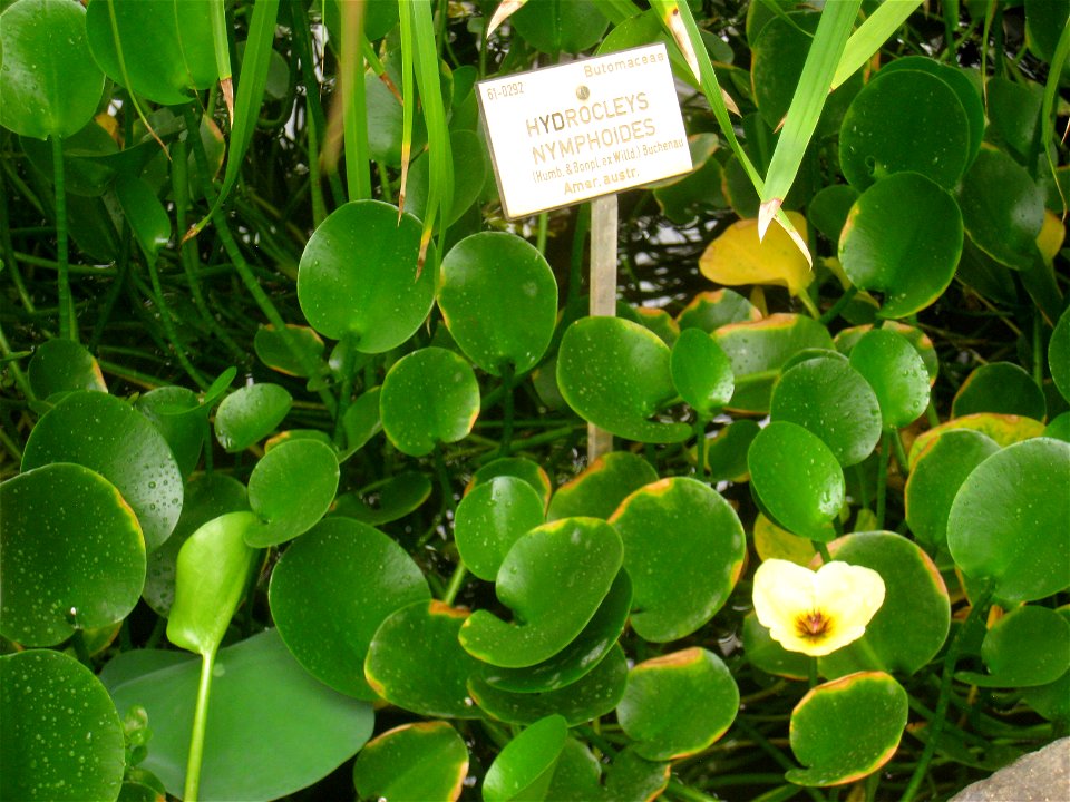 Hydrocleys nymphoides specimen in the National Botanic Garden of Belgium, Meise, just north of Brussels, Belgium.