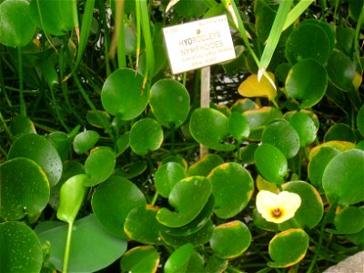 Hydrocleys nymphoides specimen in the National Botanic Garden of Belgium, Meise, just north of Brussels, Belgium.