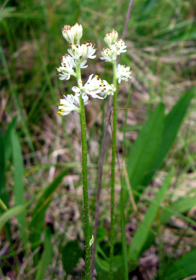 Triantha glutonisa, Gallagher Fen, a calcareous fen in Clark County, Ohio