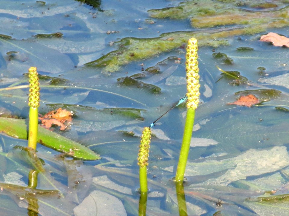 vermutlich Spiegelndes Laichkraut (Potamogeton lucens) im Reilinger Seee