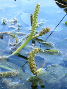 vermutlich Spiegelndes Laichkraut (Potamogeton lucens) im Reilinger Seee