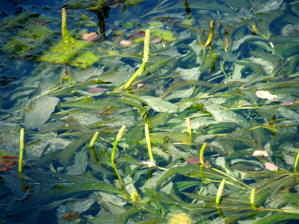 vermutlich Spiegelndes Laichkraut (Potamogeton lucens) im Reilinger Seee