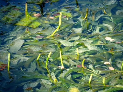 vermutlich Spiegelndes Laichkraut (Potamogeton lucens) im Reilinger Seee