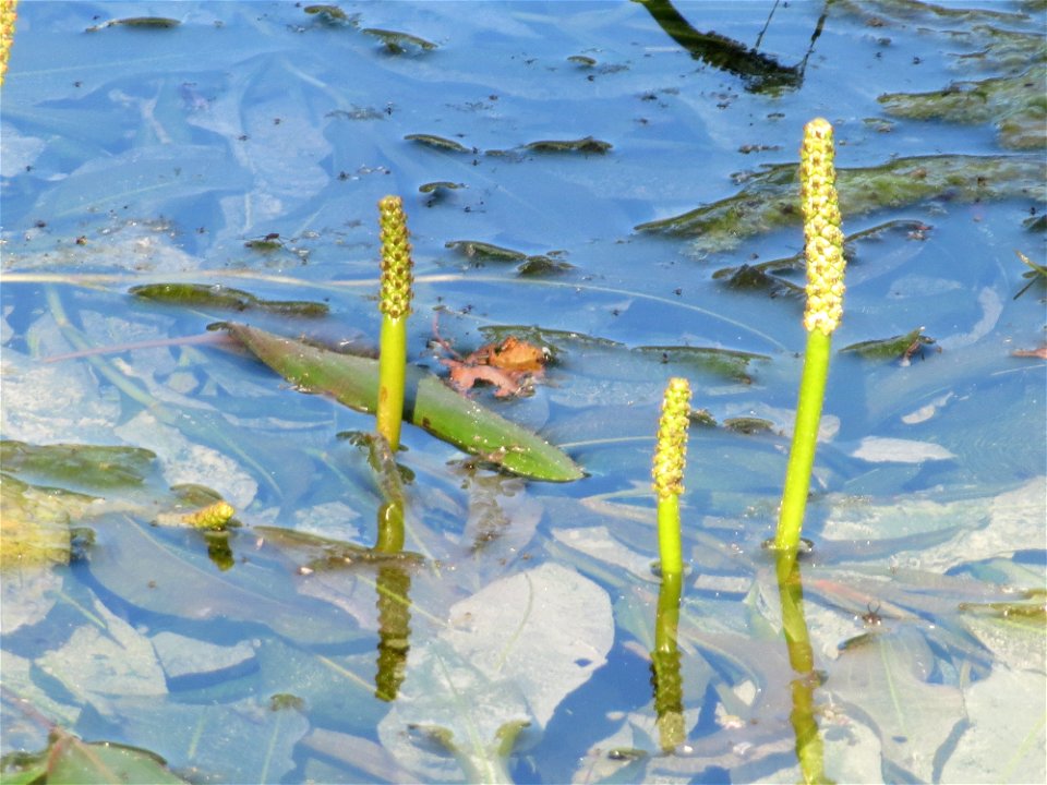 vermutlich Spiegelndes Laichkraut (Potamogeton lucens) im Reilinger Seee