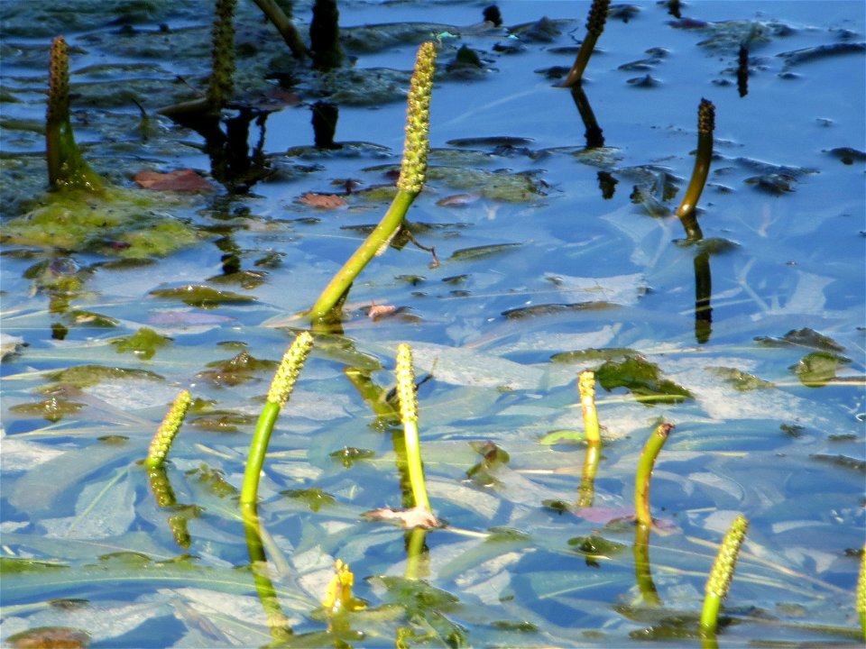 vermutlich Spiegelndes Laichkraut (Potamogeton lucens) im Reilinger Seee