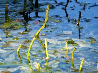 vermutlich Spiegelndes Laichkraut (Potamogeton lucens) im Reilinger Seee