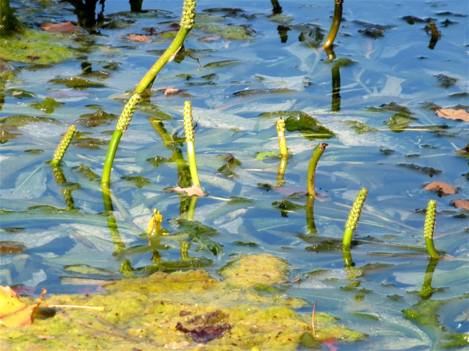 vermutlich Spiegelndes Laichkraut (Potamogeton lucens) im Reilinger Seee