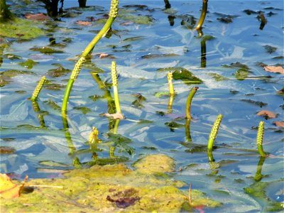 vermutlich Spiegelndes Laichkraut (Potamogeton lucens) im Reilinger Seee