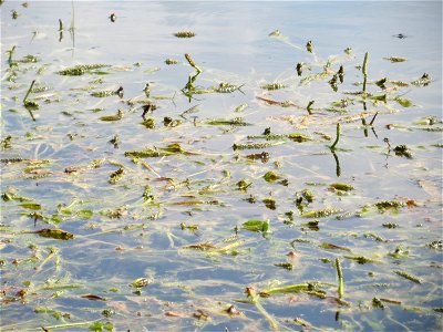 vermutlich Spiegelndes Laichkraut (Potamogeton lucens) im Reilinger See