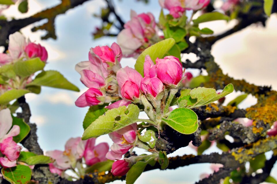Blossom apple tree blossom close up