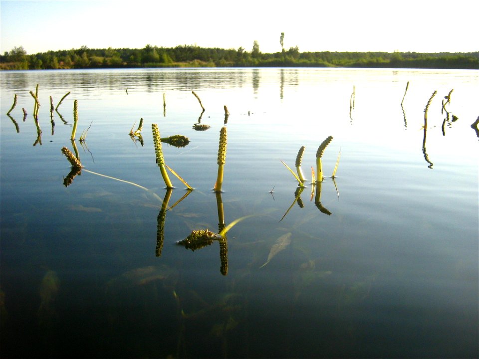 Deutsch:  Spiegelndes Laichkraut - aufgenommen in einem Kiessee bei Pasewalk (Vorpommern).
