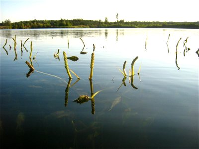 Deutsch:  Spiegelndes Laichkraut - aufgenommen in einem Kiessee bei Pasewalk (Vorpommern).