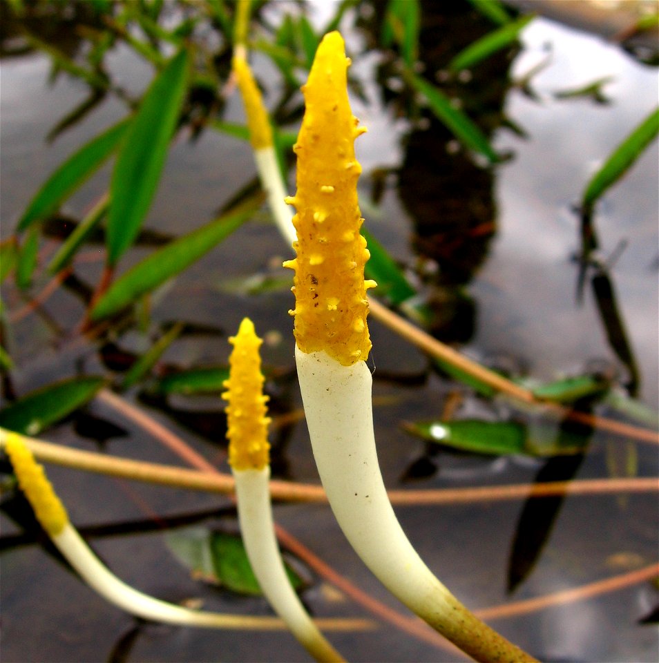 Orontium aquaticum in flower. Photo taken in may 2008 in Liberec botanical garden, Czech Republic.