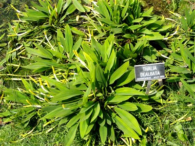 Orontium aquaticum on the grounds of the Villa Taranto (Verbania), Lake Maggiore, Italy. The pictured plant does not belong to the sign.
