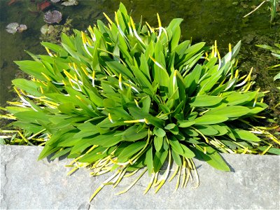Orontium aquaticum on the grounds of the Villa Taranto (Verbania), Lake Maggiore, Italy.