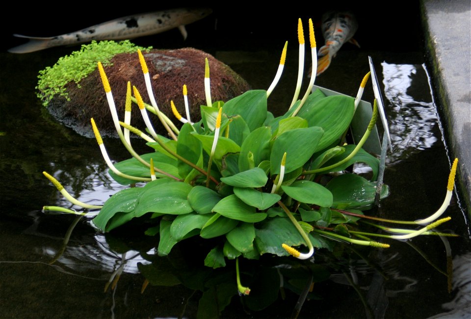 Golden Club (Orontium aquaticum) at the Buffalo and Erie County Botanical Gardens.